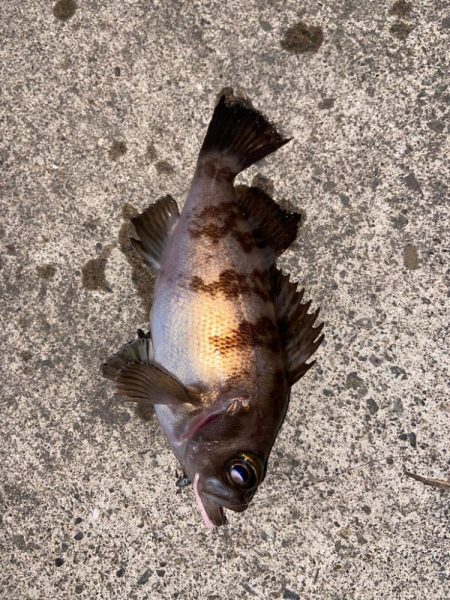 マイクロベイトパターン