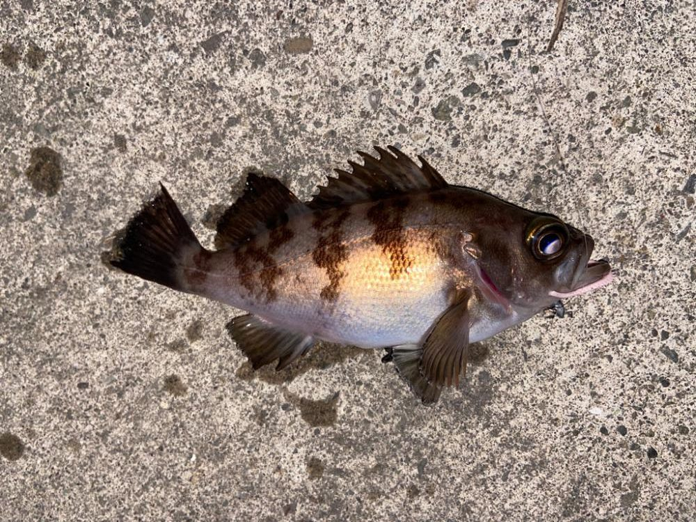 マイクロベイトパターン