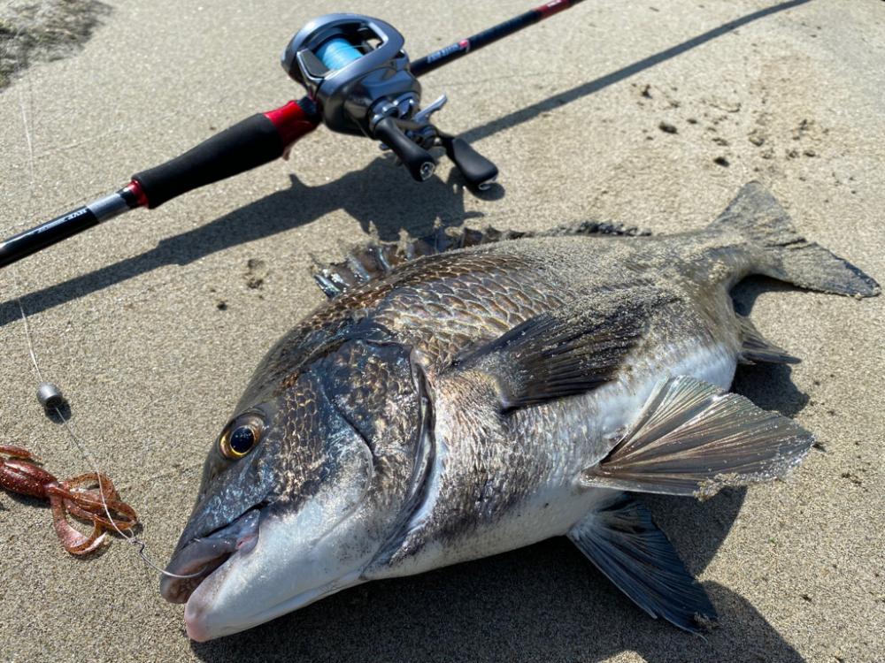 淀川ブリームゲーム　22メタのファーストフィッシュ！