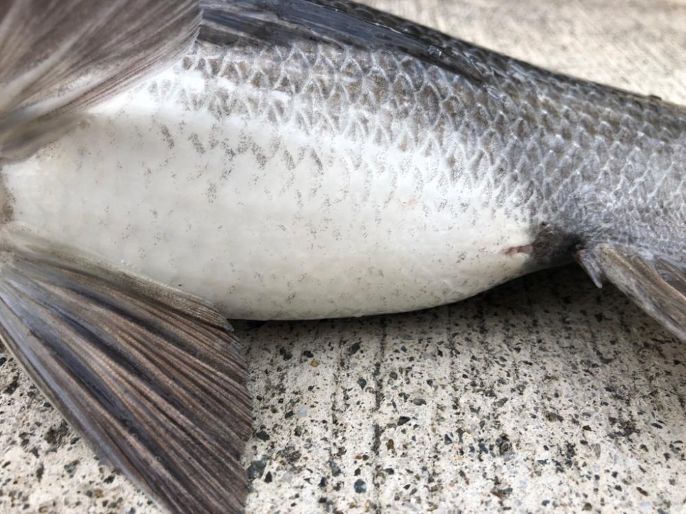 渋いなかエビ撒き