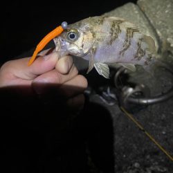 アジングのはずが。。