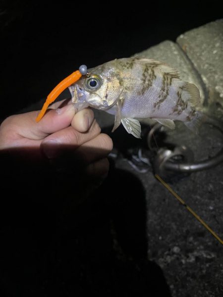 アジングのはずが。。