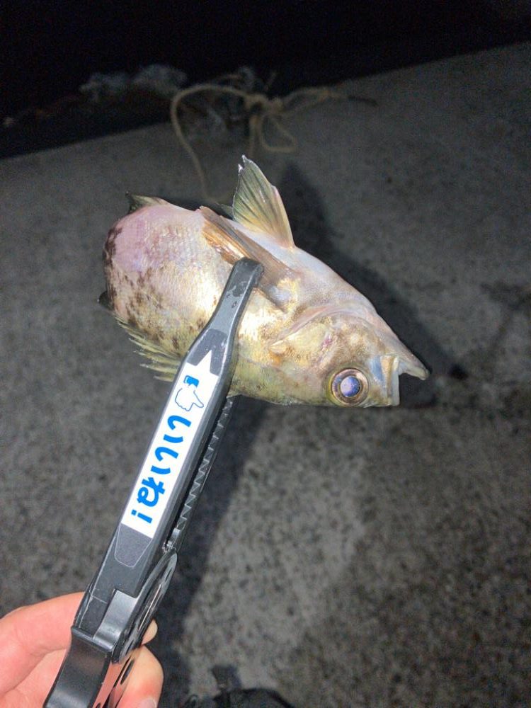 久々の入れ食いメバリング