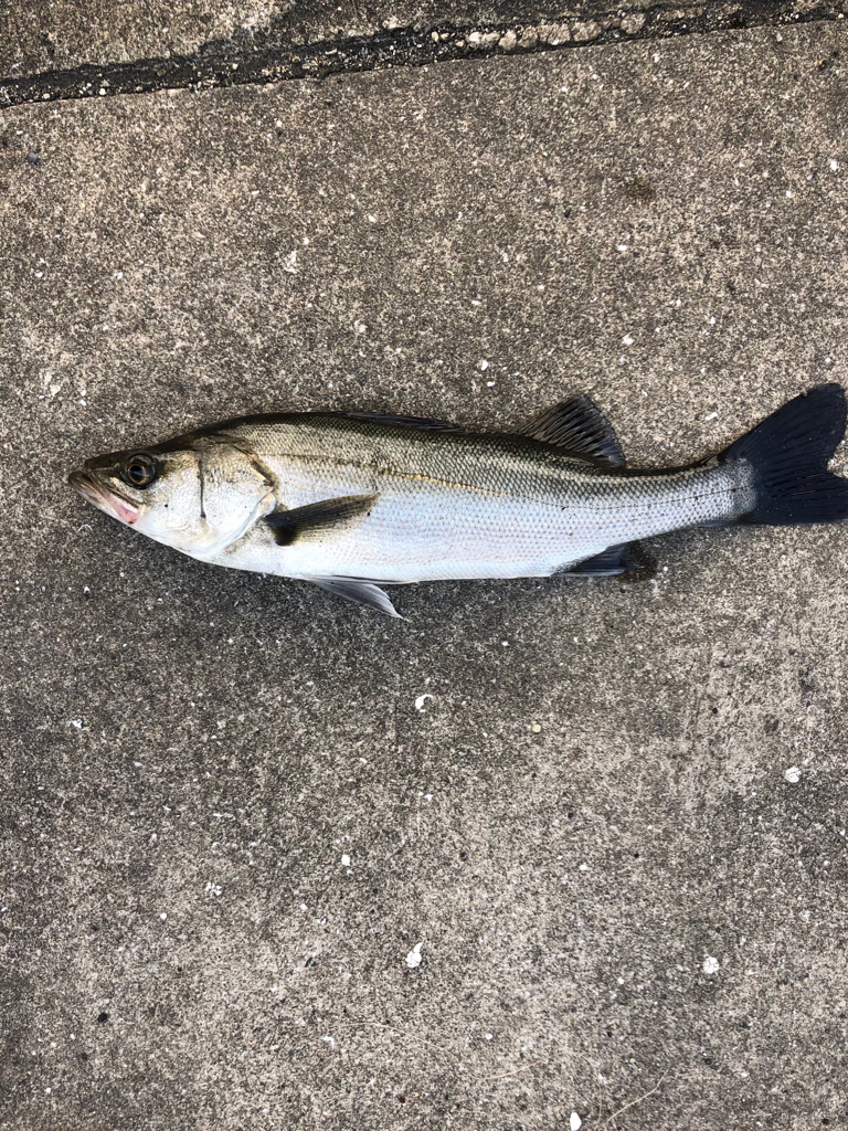 エビ撒き好調！