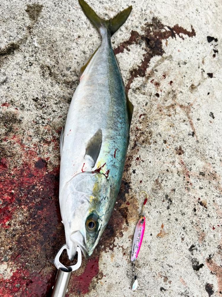 メジロ51センチ！