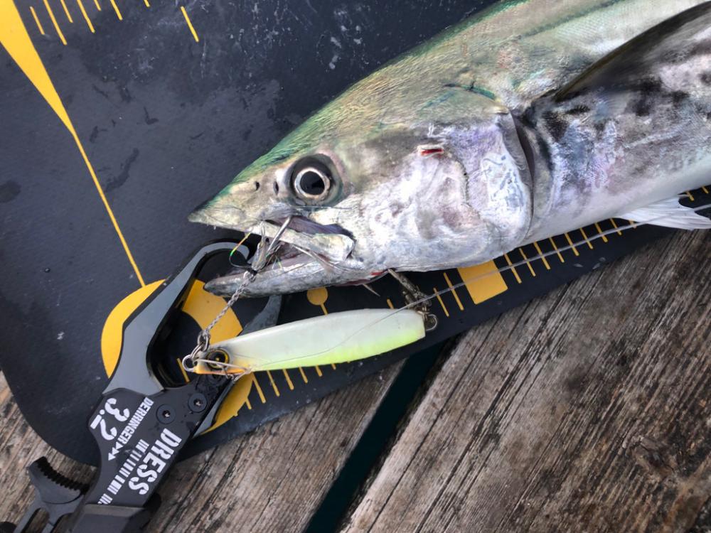 ショアジギング