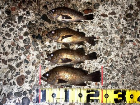 【メバリング】短時間釣行