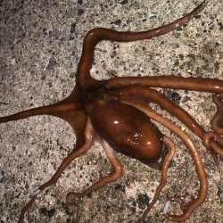 タコ①(手長だこ)