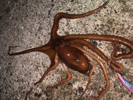 タコ①(手長だこ)