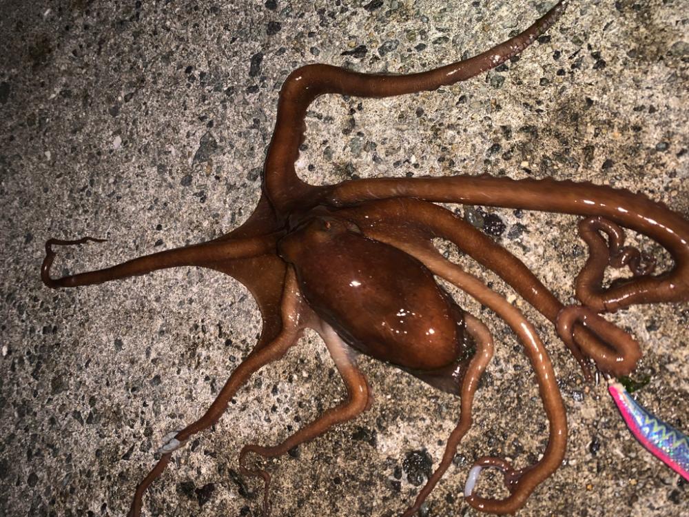 タコ①(手長だこ)