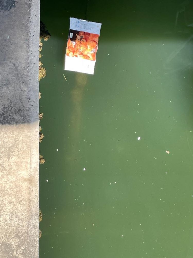 湾奥でヘチ釣り