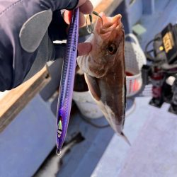 オフショア　五目ジギング