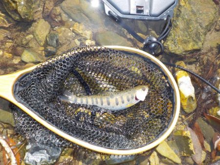 美山リベンジ釣行