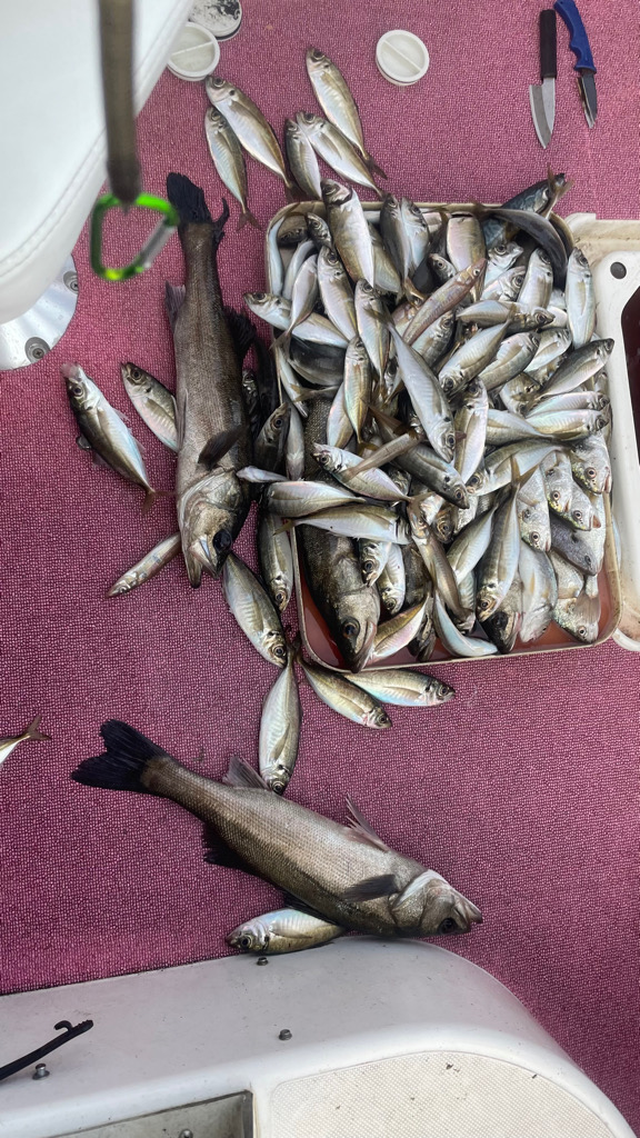 オープンエリアのシーバス