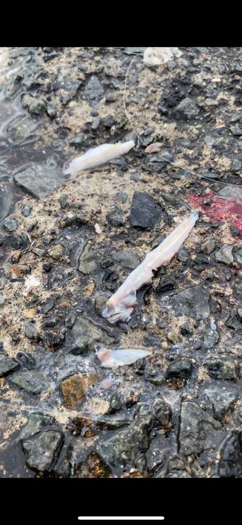 ついに!泉州青物来ました