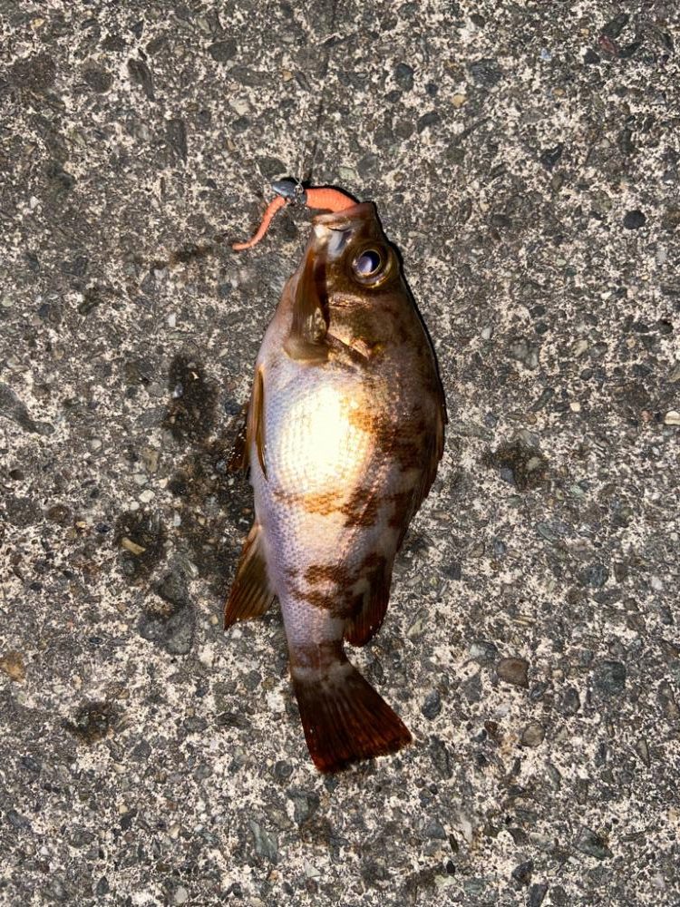 ジグ単メバリング