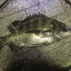 新年度からチヌ