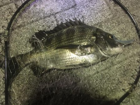 新年度からチヌ