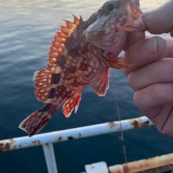 やっぱりガシラ