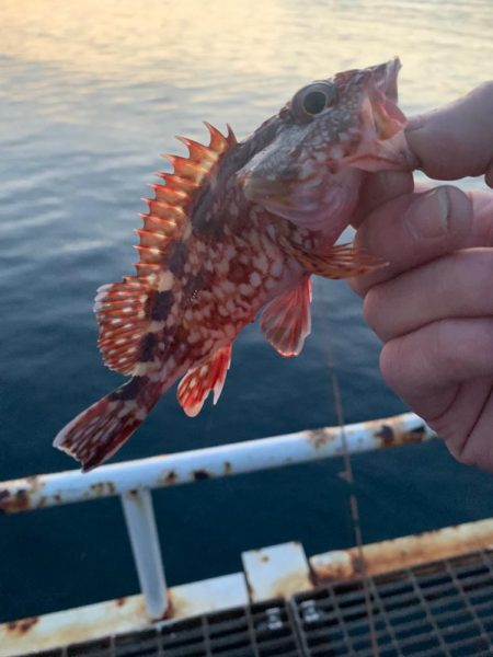 やっぱりガシラ