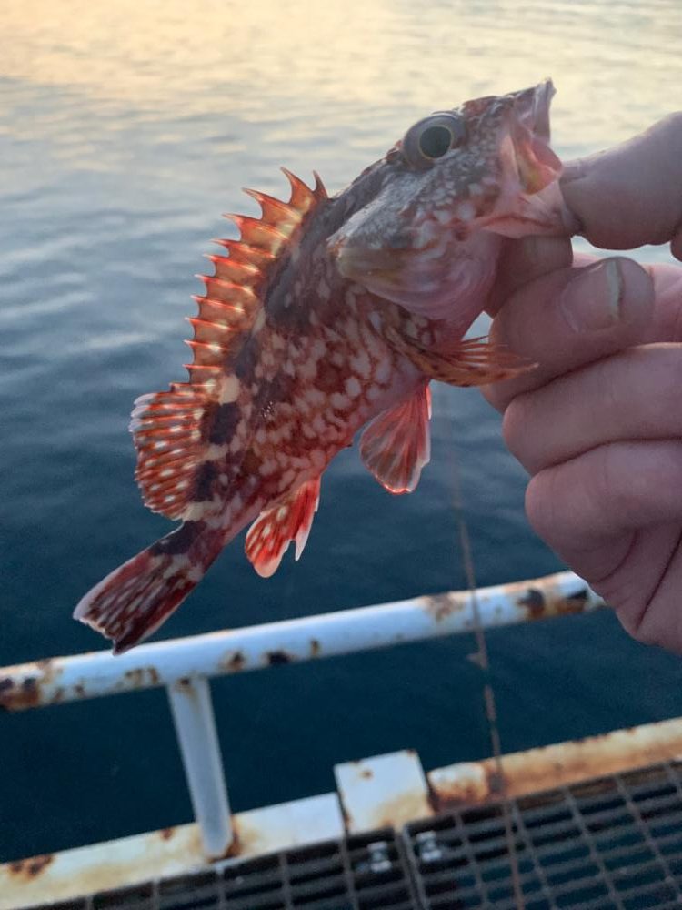 やっぱりガシラ