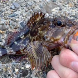 メバルガシラわんさか