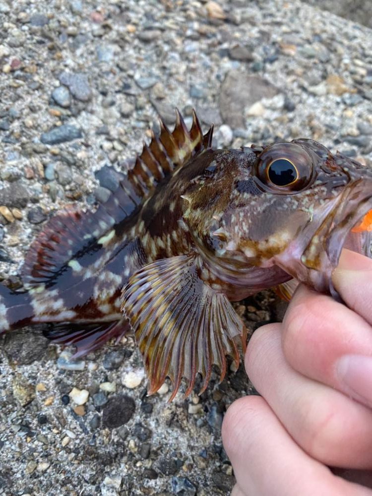 メバルガシラわんさか