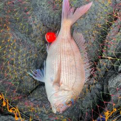 GFG 九州春季懇親（磯・投げ）釣り大会