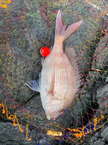 GFG 九州春季懇親（磯・投げ）釣り大会