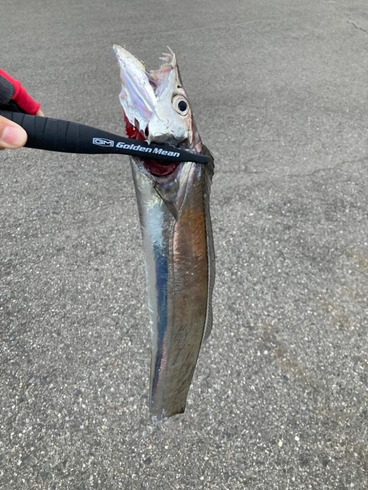 切れてる太刀魚