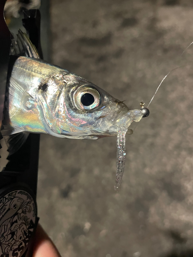 イカが釣れなかったから…