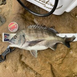 雨にも負けず❗️チヌにも負けず❗️