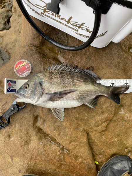 雨にも負けず❗️チヌにも負けず❗️