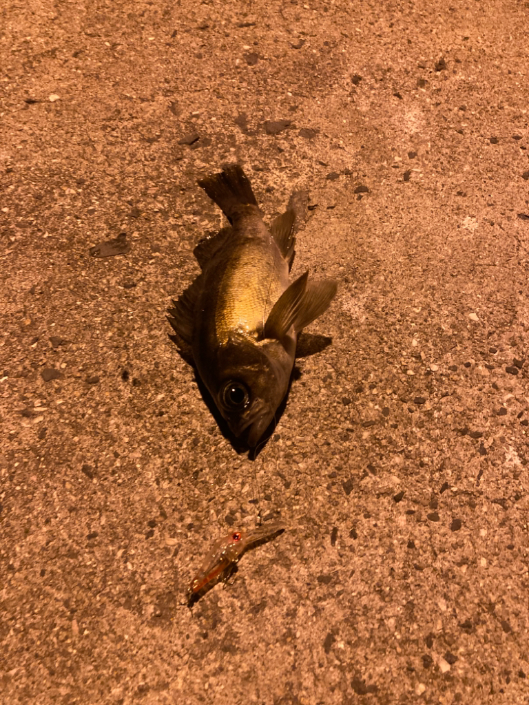 離島メバリング