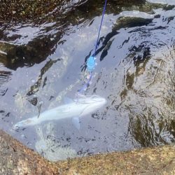 長潮ですが大阪湾青物居ます