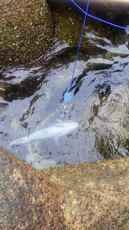 長潮ですが大阪湾青物居ます
