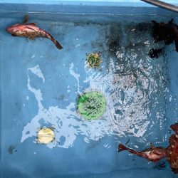 ガチンコフラット&ロック