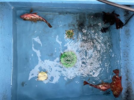 ガチンコフラット&ロック