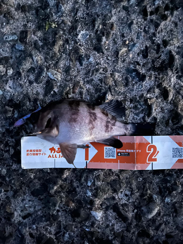 シーズン終盤？