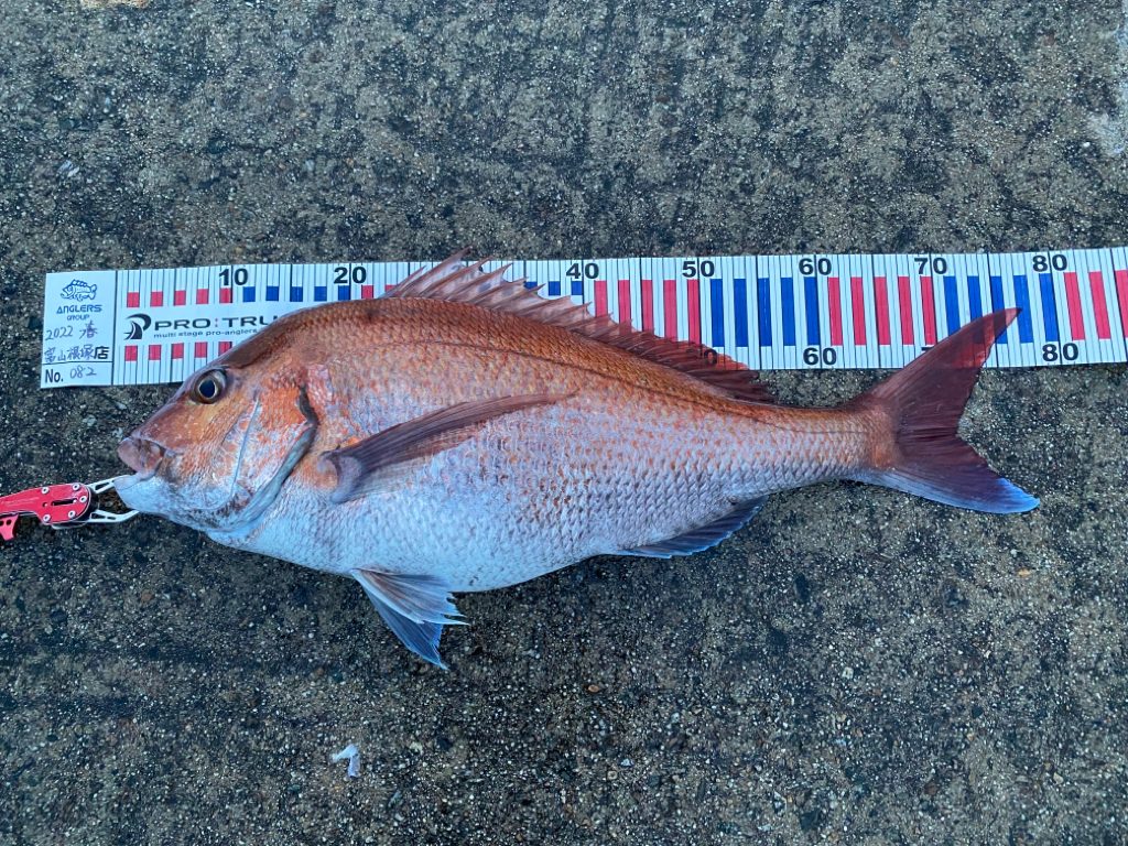 チーバスとマダイ