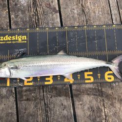 公式公認　初投稿