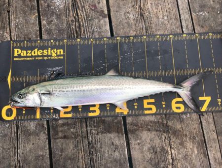 公式公認　初投稿