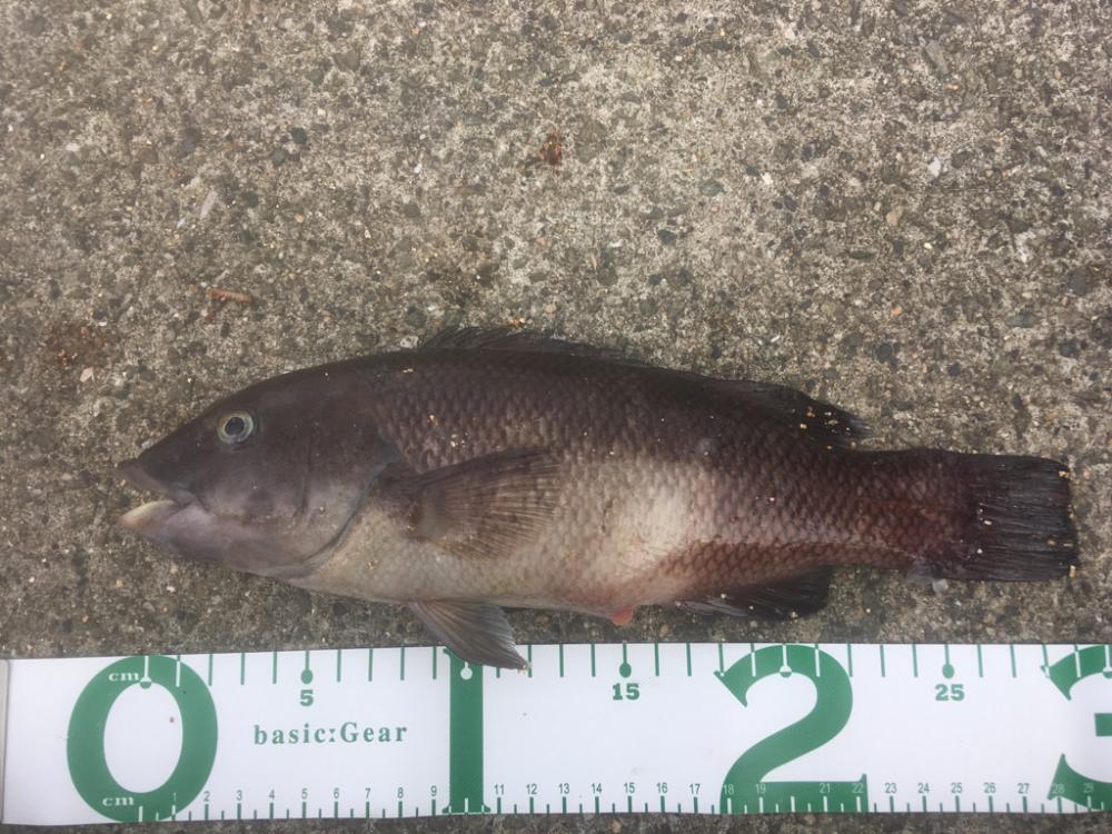 カレイを求めて