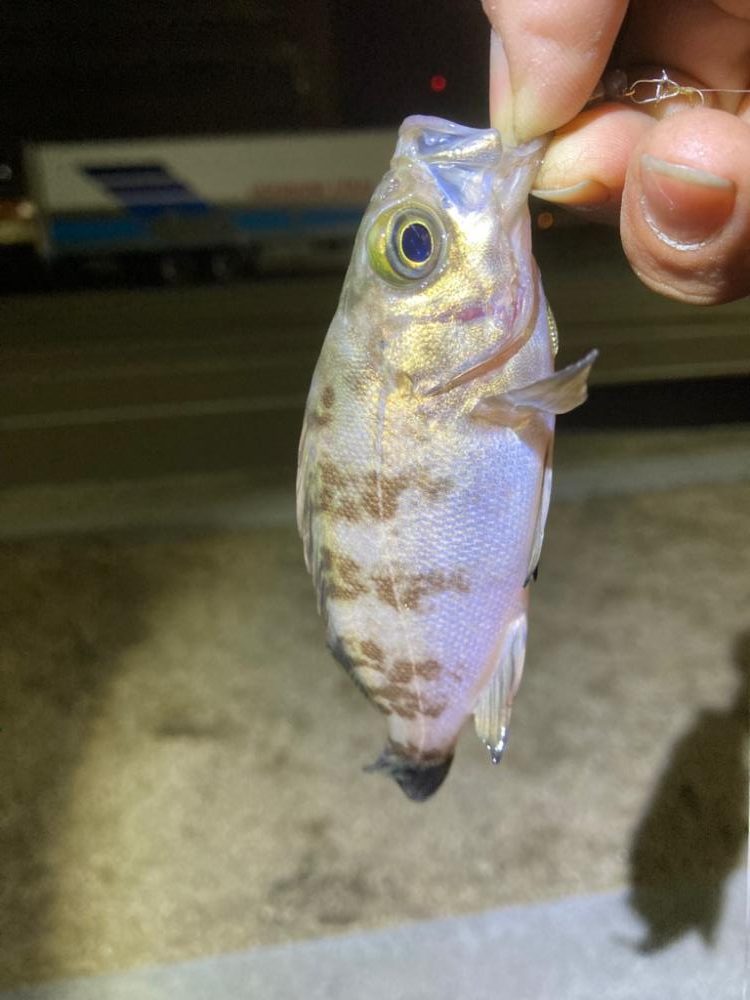 めっちゃ久しぶりメバル