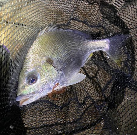 淀川ブリームゲーム