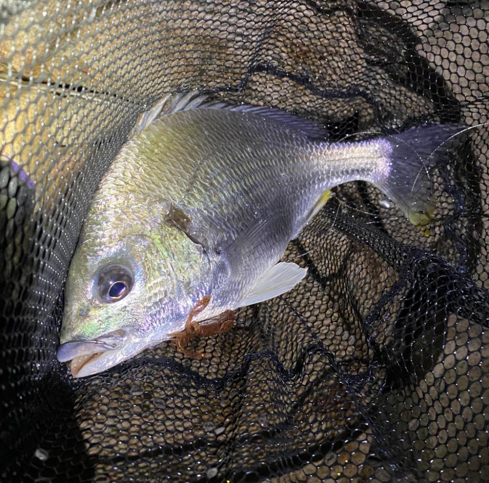 淀川ブリームゲーム