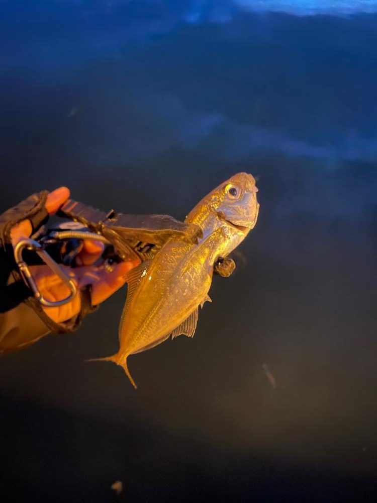 イワシパターン豆アジング