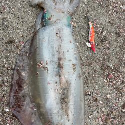 アオリイカ2キロ捕獲