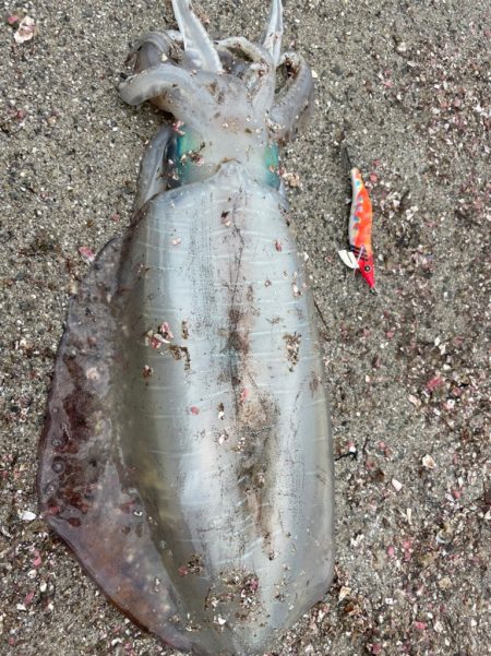 アオリイカ2キロ捕獲
