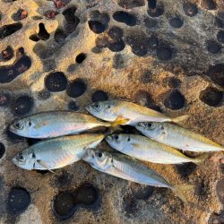 アジ釣れてます❗️